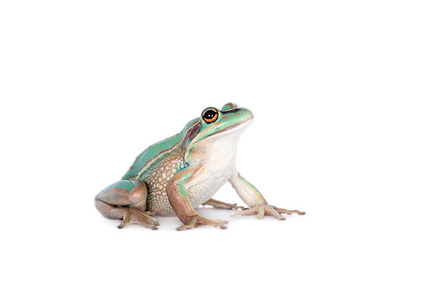 istock The green and golden bell frog on white 598712242