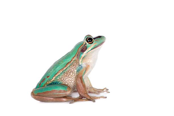 The green and golden bell frog, Litoria aurea, isolated on white background