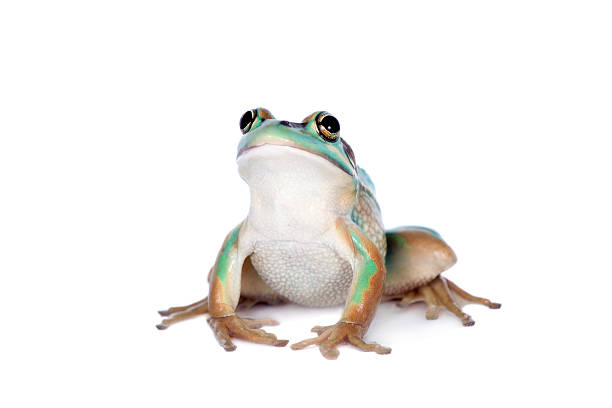 istock The green and golden bell frog on white 598712276