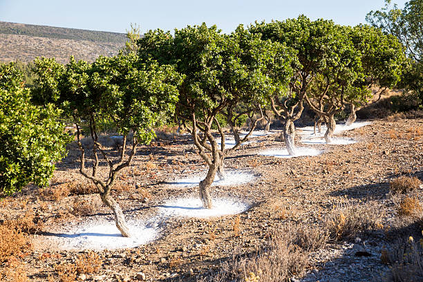 jardin d’arbres mastic sur l’île de chios, grèce - chios island photos et images de collection