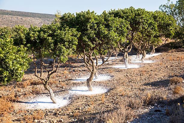 jardim de árvores mastic na ilha de chios, grécia - chios island - fotografias e filmes do acervo