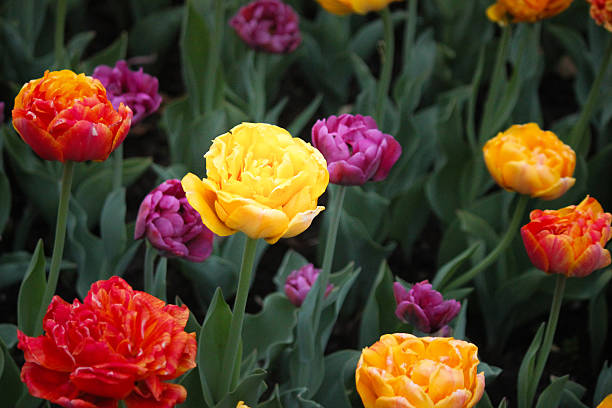 istock Tulips in garden 598712618