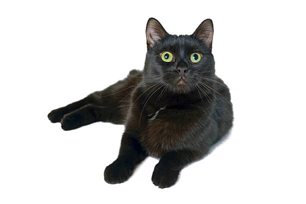 istock Black cat lying looking up isolated on white background 598714336