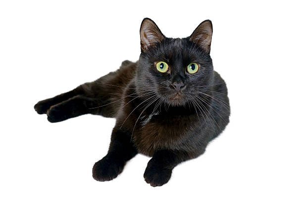 istock Black cat lies and looks at the camera 598714362