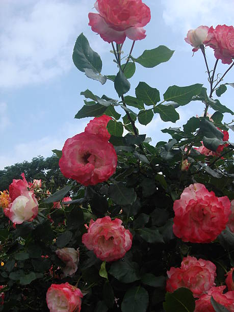 istock Tea Rose Blooms in Garden 598714884