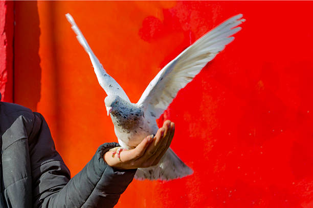 White Pigeon and Female Hand on the nature.