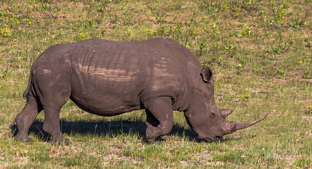 istock Rhino in South Africa 598715052