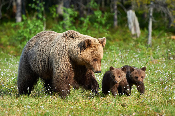 istock Mother brown bear and her cubs 598715190