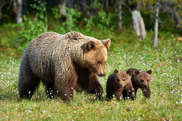 Mother brown bear and her cubs stock photo