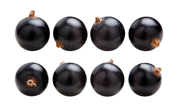 preto groselhas isolado a branco - black currant currant black fruit imagens e fotografias de stock