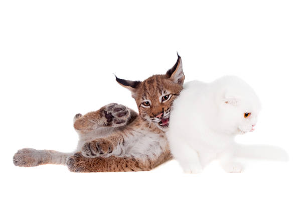 istock Eurasian Lynx cub with scottish fold cat 598716730