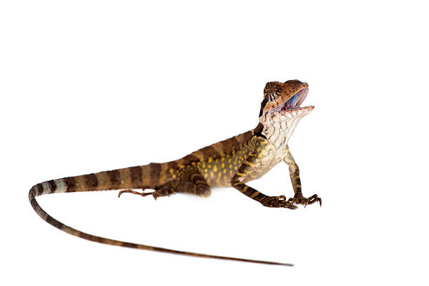 istock Gonocephalus grandis on white 598716964