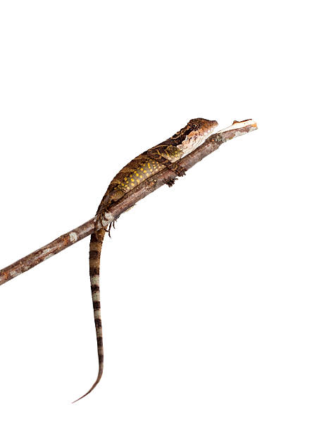 istock Gonocephalus grandis on white 598716986