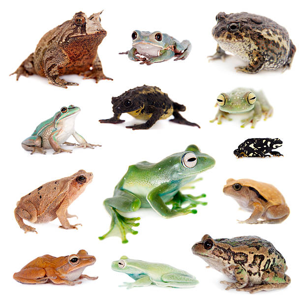 istock Different kind of frogs on white 598717226