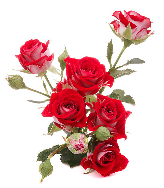 istock Red rose flower bouquet isolated on white background cutout 598717906