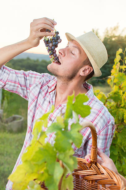istock Young farmer enjoying fresh grapes 598782582