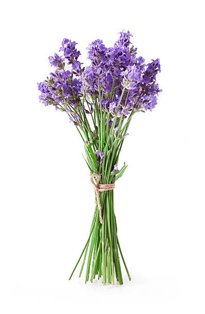 istock Bunch of lavender flowers 598782728