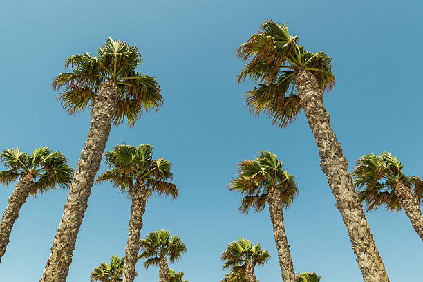 istock Palm trees growing in southern spain mediterranean region 598783452