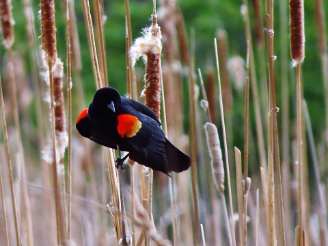 A splendid male Red-winged Blackbird show off his brilliant red wing patches as he hangs on to fluffy cattail reeds.