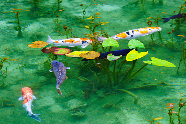 Monet's pond Monet's pond boasts outstanding transparency in Itatori, Seki City, Gifu Prefecture. gifu prefecture stock pictures, royalty-free photos & images