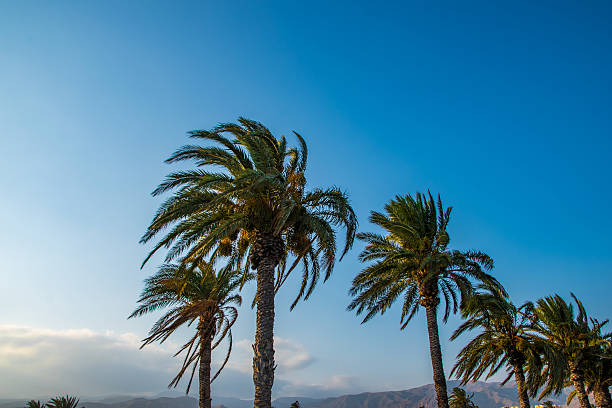 istock Palm trees in southern spain mediterranean region during sunset 598784486