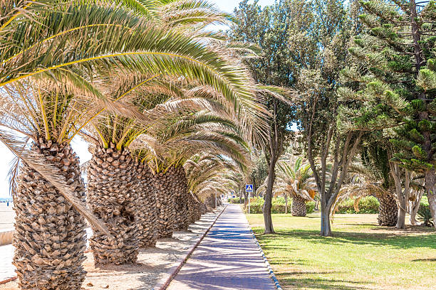 istock Palm trees growing in southern spain mediterranean region 598784594