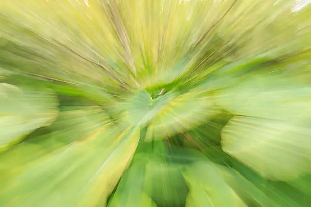 Texture and backfround of elephant ear or Japanese taro ,Making Motion Blur