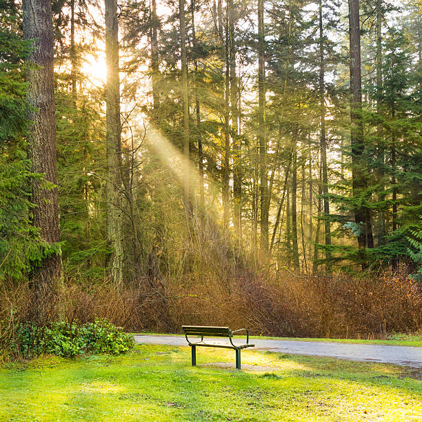 istock Bench in the green city park 598786024