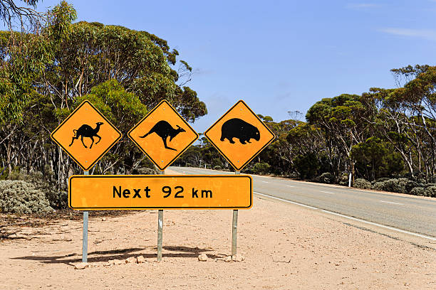 sa野良動物のサイン 92 km - australia camel animal animal themes ストックフォトと画像