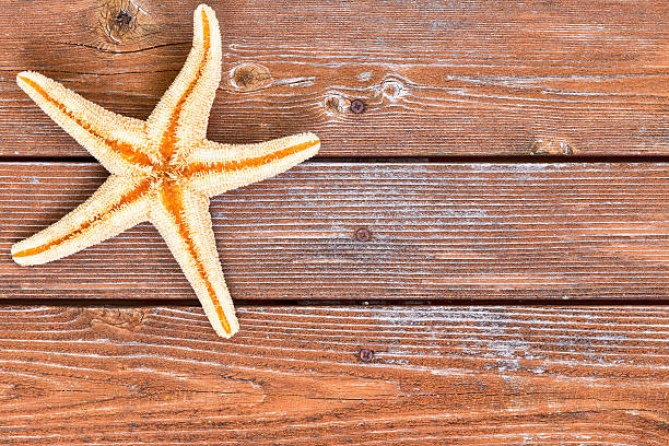 istock Starfish skeleton on wooden plank background 598786158