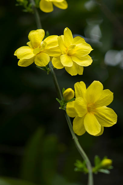 fiore di Jasminum nudiflorum - foto stock