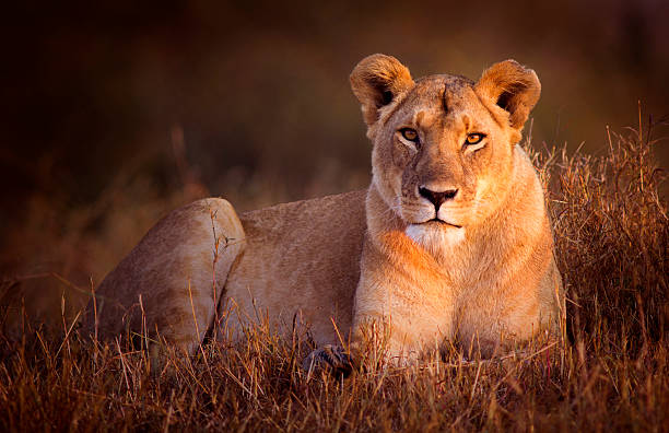 Lioness Lioness in dawn light - Masai Mara, Kenya lion feline stock pictures, royalty-free photos & images