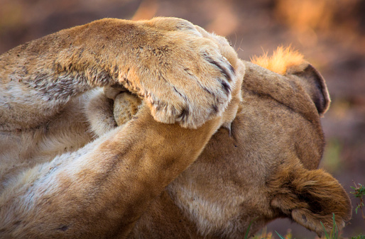 Lioness covering her eyes while stretching - Masai Mara, Kenya