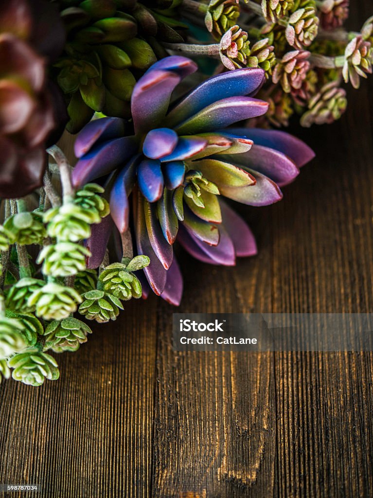 Rustic Cactus Backfround Rustic Background With Cacti And Succulents Border Stock Photo ...