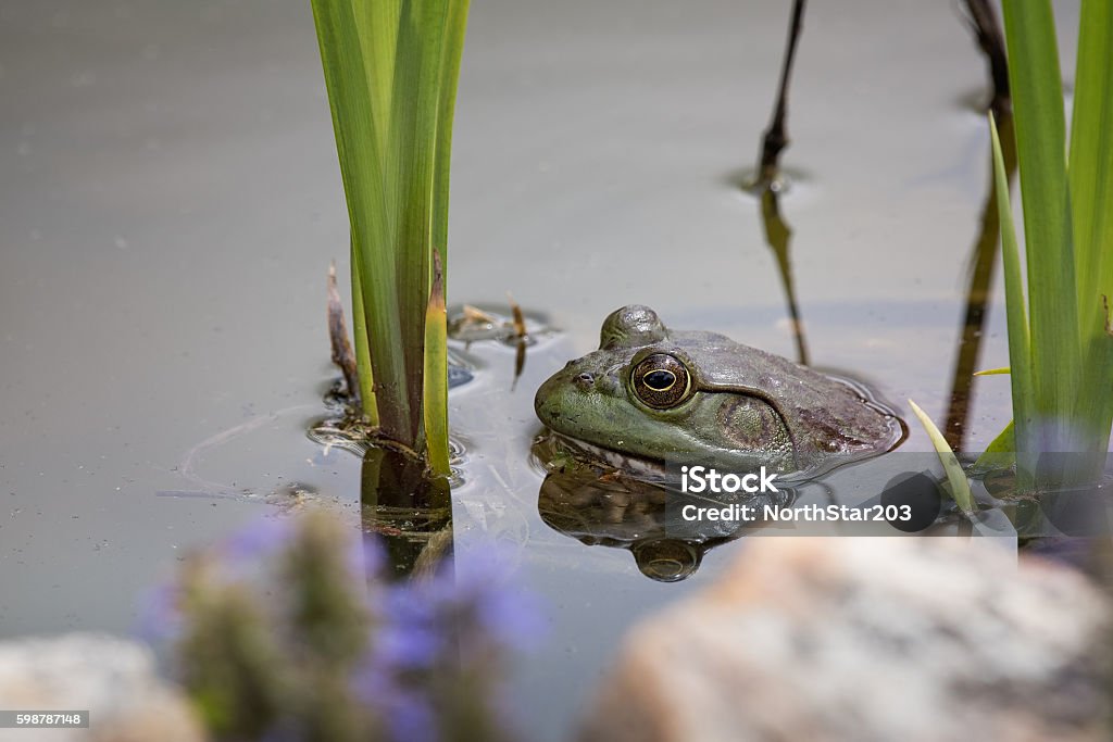 Bullfrog americano en un estanque en Missouri - Foto de stock de Misuri libre de derechos