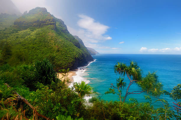 kalalau-trail im kauai, hawaii - screwpine stock-fotos und bilder