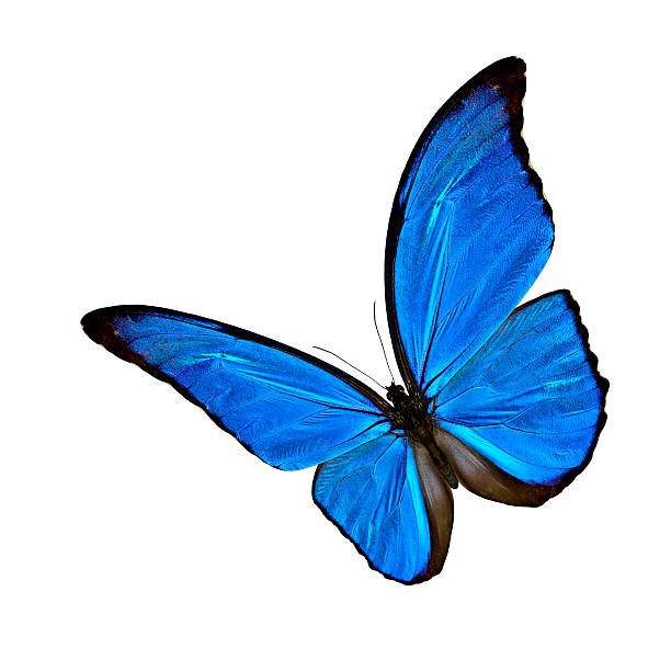 morpho azul - butterfly flying tropical climate close to imagens e fotografias de stock