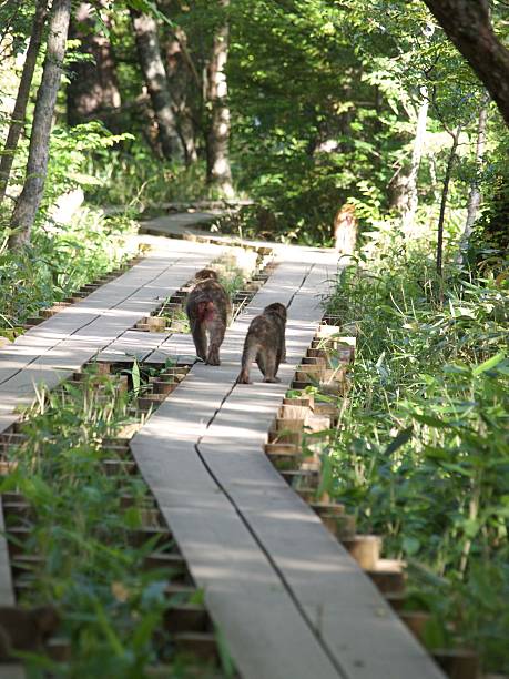 Japanese monkey/Kamikochi,Nagano