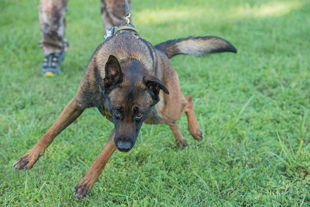 Malinois K9 being held back in training Police K9 Malinois dog in training dog aggression education friendship stock pictures, royalty-free photos & images