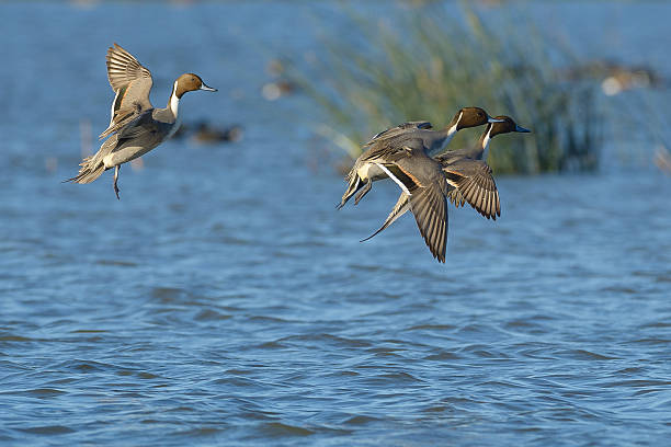 mâles à queue pilet d’atterrissage - oiseau aquatique photos et images de collection