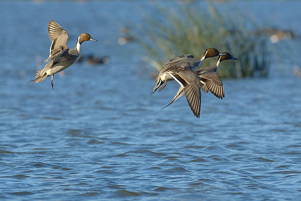 landing pintail maschi - anatra uccello acquatico foto e immagini stock