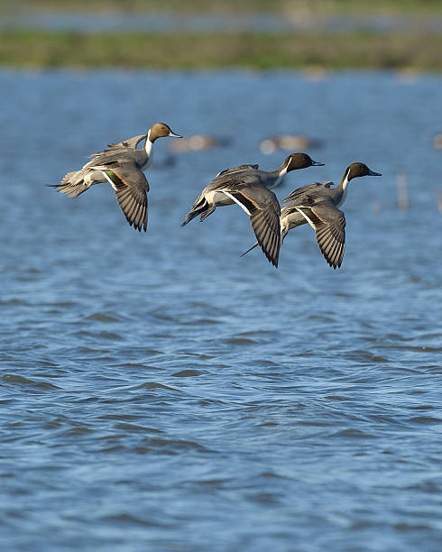 istock Pintail duck drake landing 598790198