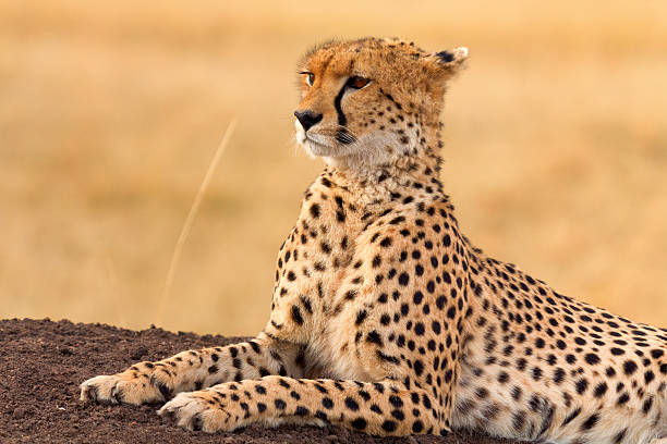 istock Male cheetah in Masai Mara 598791032