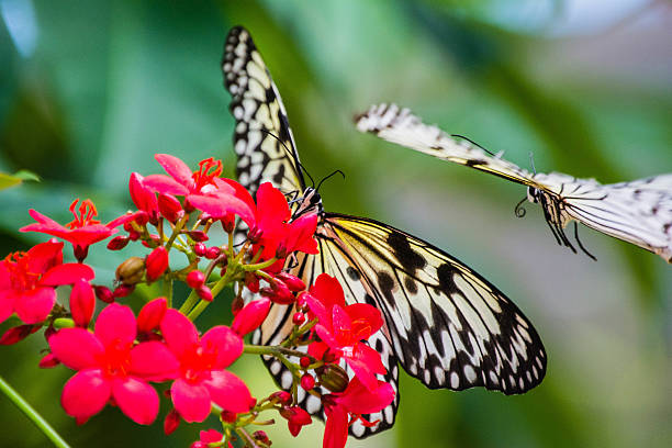 Paper Kite stock photo