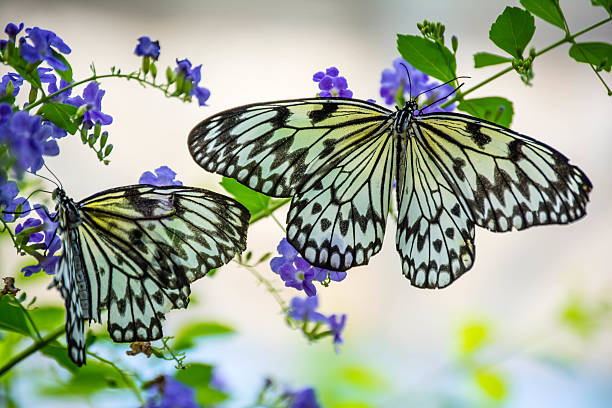 Paper Kite Butterflies stock photo