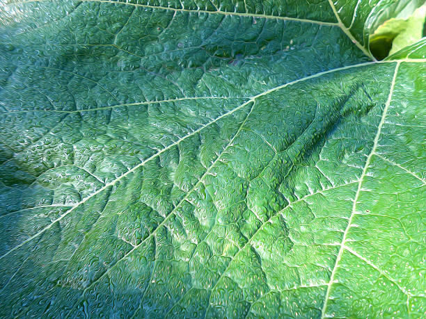 istock photo manipulation background of  leaf pumpkin 598791744