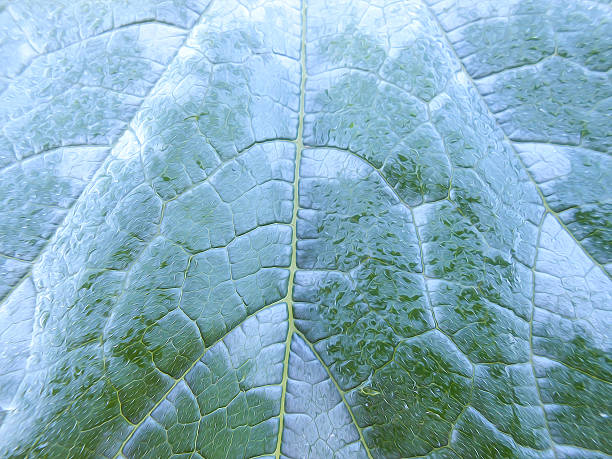 istock photo manipulation background of  leaf pumpkin 598791776