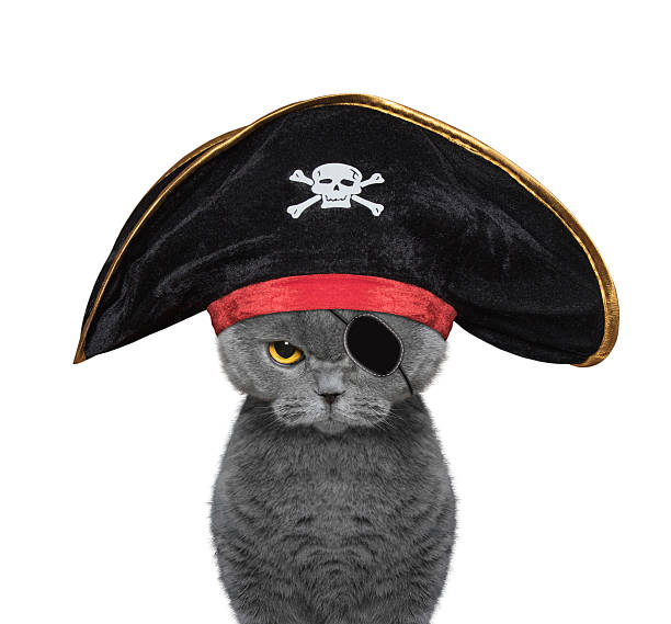 cute cat in a pirate costume stock photo