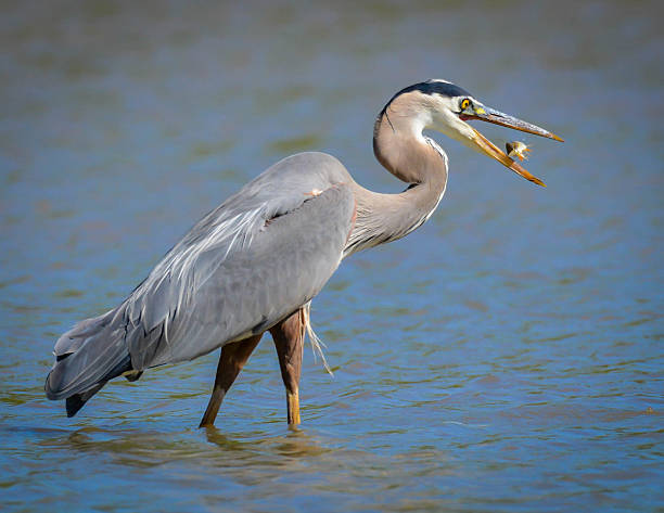 Great Blue Heron stock photo