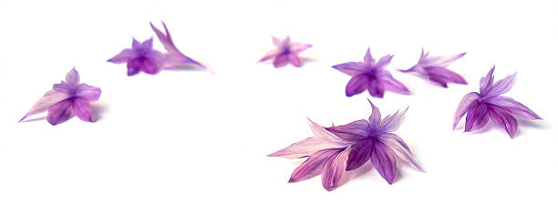 istock photo manipulation purple cornflower 598792238